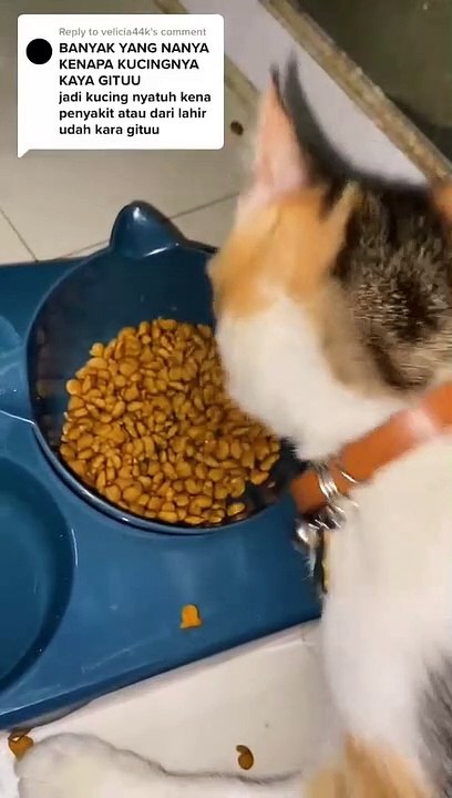 KUCING LUCU (1)