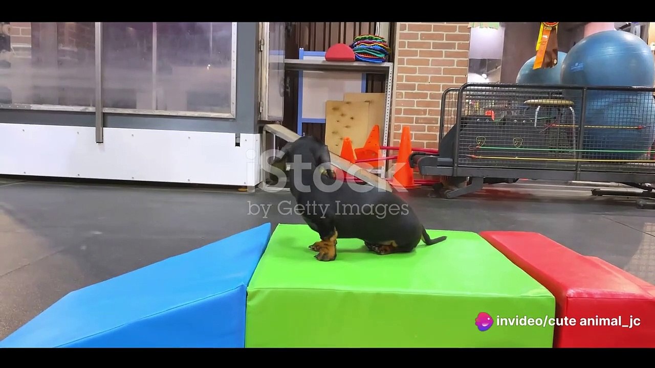 Doggy Daycare vs. Dog Walker: What's Best for Your Pooch?