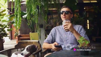 Dog Friendly Vacation Destinations