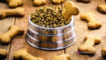 Homemade Dog Treat Recipes: Healthy and Delicious