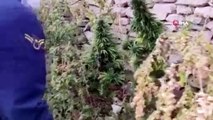 Opération de chanvre et de marijuana à Aksaray : 28 racines de cannabis et 6 racines de marijuana saisies