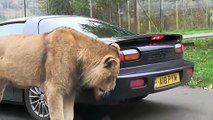Lion takes a bite out of sports car __ Viral Video UK (1)