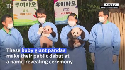 South Korea gets first up-close look at baby pandas