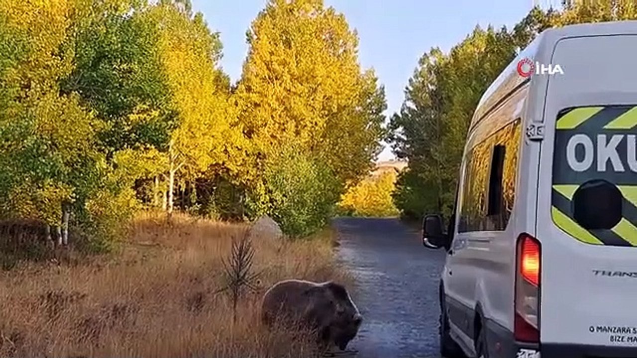 Ours surprise pour les amoureux de la nature
