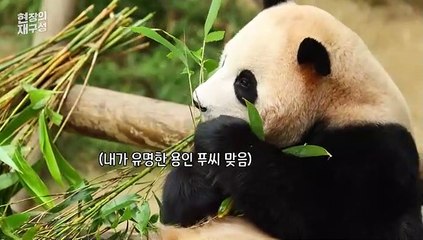 Скачать видео: [현장의재구성] 판다 바오 쌍둥이 이름 첫 공개…그리고 다가온 생이별?