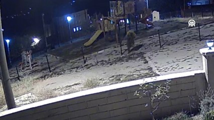 Kütahya'da çocuk parkına giren ayı görüntülendi