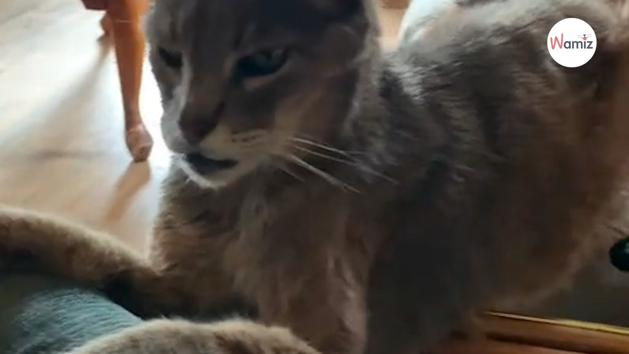 Ce chat de 21 ans décide de changer de vie sur...