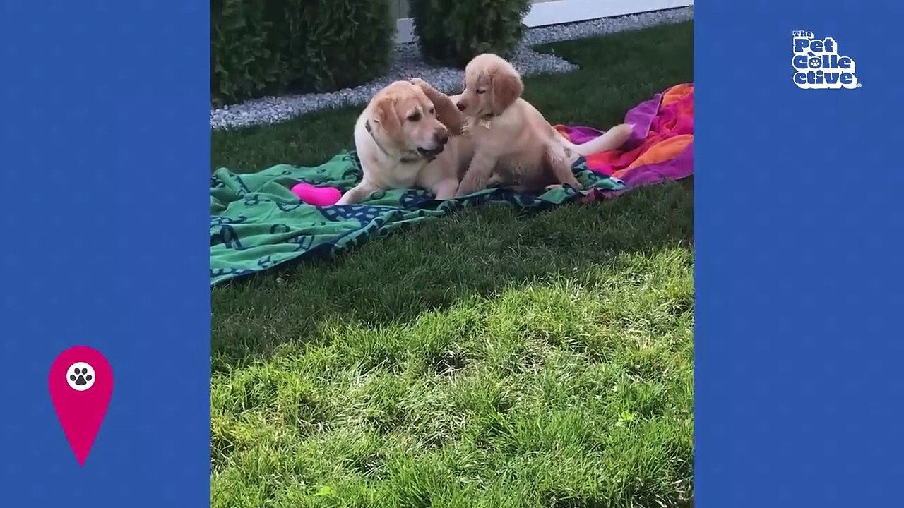 30 Minutes of the World's CUTEST Puppies!