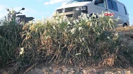 Le tourisme menace les nénuphars