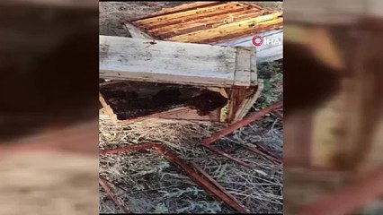 Sinop Erfelek'te bahçeye giren ayılar kovanlara zarar verdi