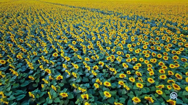 Yaban arıları bal arıları kadar önemli