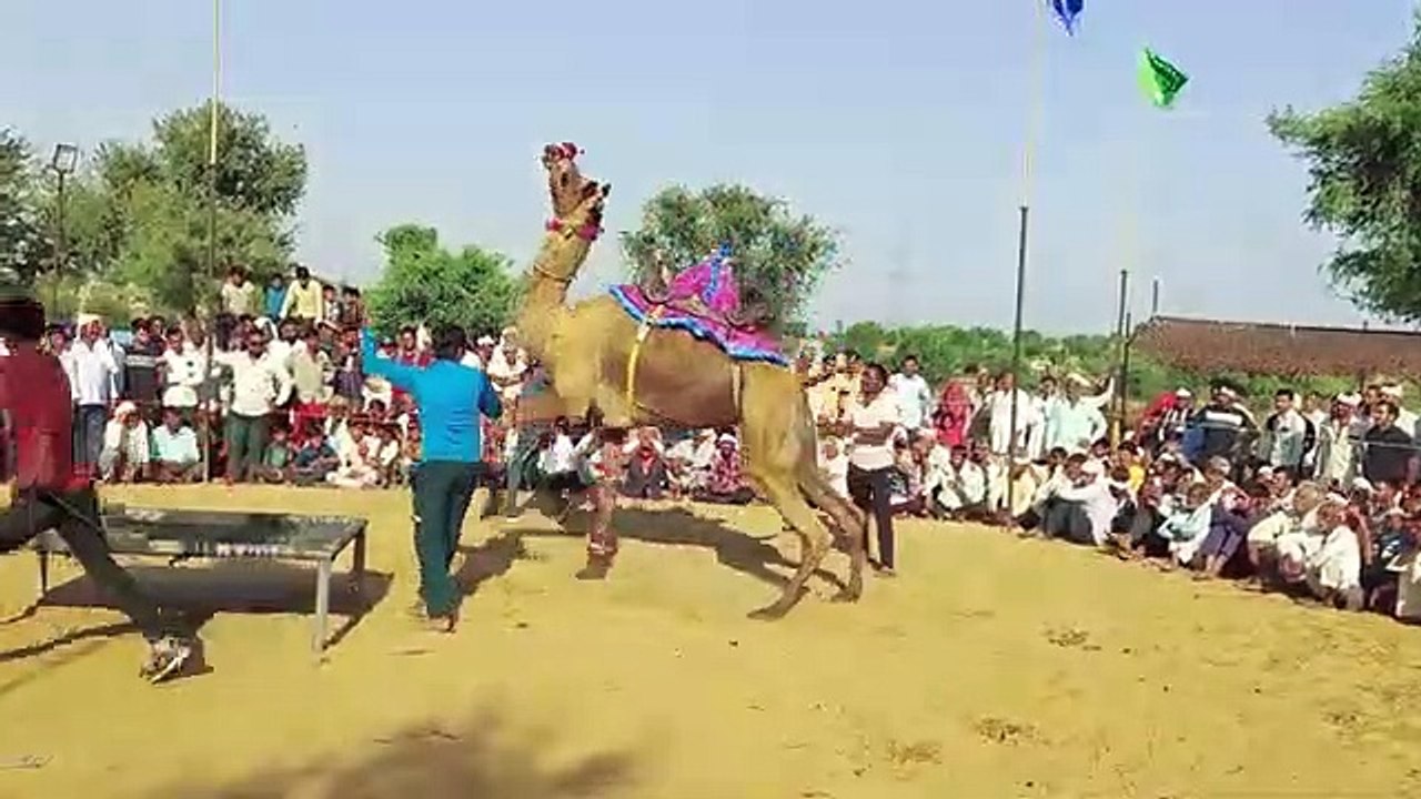 Manish ne khoob nachaya unt ko gajab