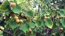 Ekim ayında meyve veren kayısı ağacı şaşırttı