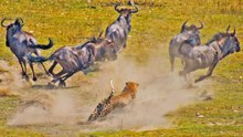LEOPARD TAKES DOWN WILDEBEEST 3 TIMES ITS SIZE
