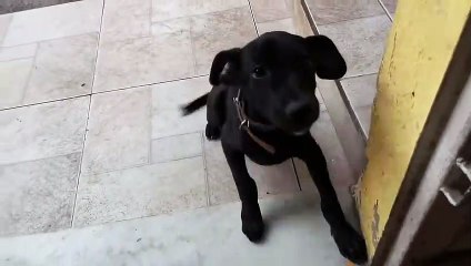 O novo membro da família cãozinho vira-lata Marajá