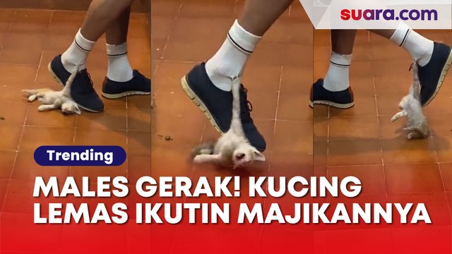 Males Gerak! Kucing Tampak Lemas Ngikutin Majikannya, Bikin Gemes Warganet