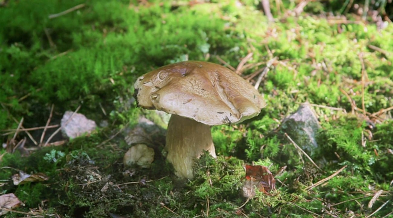 Pilzsammler finden Leiche in Waldstück