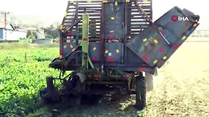 Eskişehir'de ekti, 60 dönümden 500 ton ürün aldı: Tonu bin 855 TL!