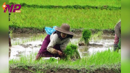 နိုင်ငံခြားငွေလဲနှုန်း နှင့် နိုင်ငံတကာဈေးကွက်တွင်း မြန်မာ့ဆန်ဈေးကြီးနေခြင်းကြောင့် ပြည်ပသို့ဆန်တင်ပို့မှုကျဆင်း