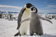 Los Pingüinos Emperador Están En Peligro De Extinción