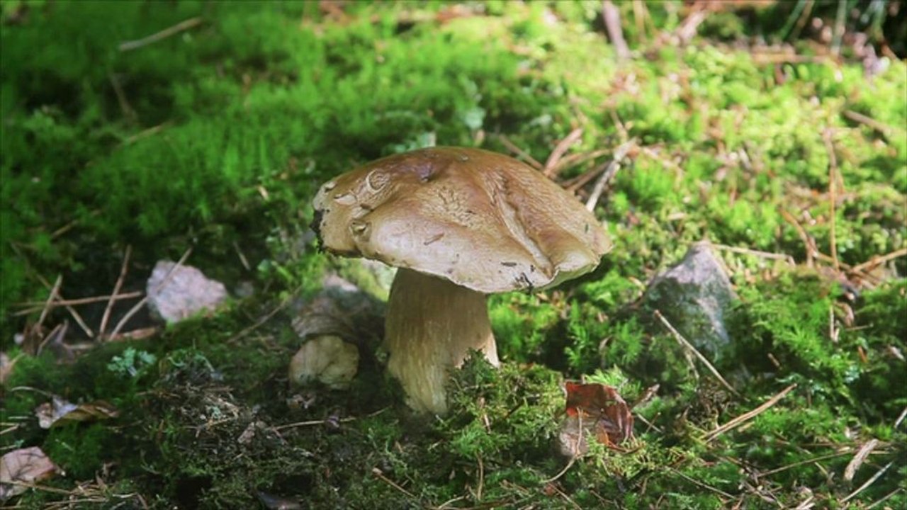Pilzsammler finden Leiche im Wald