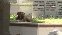 Başıboş köpekler Feriköy Mezarlığı'nda tahribata yol açtı