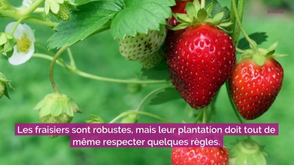 4 conseils pour planter ses fraisiers en automne
