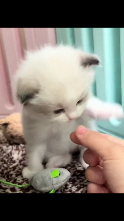 Cats Funny Compilation | Cats Funny Moments | Cats Funny Reactions | Animals Funny Moments #animal #pets #cats #satisfyingvideos #catshorts