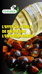 L'effet de l'huile de palme sur l'environnement