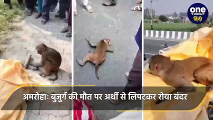 Amroha: बुजुर्ग की मौत पर अर्थी से लिपटकर रोया बंदर, अंतिम संस्कार में शामिल, Video |वनइंडिया हिंदी