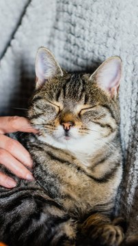 Le mystère du ronronnement de chat résolu !