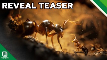 Tráiler de anuncio de Empire of the Ants