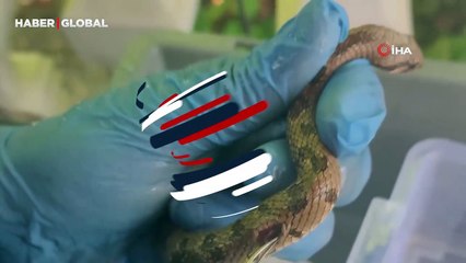 Yılanın üzerinden araç geçti, 3 ay tedavi gördü derisi böyle yenilendi!