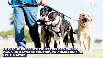 Illusion d’optique : saurez-vous trouver ce qui cloche sur cette photo d’animaux ?