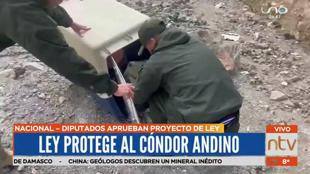 Cóndor ave en peligro de extinción