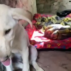 Suspeita de surto de cinomose no Capão pode afastar turistas do local: "a doença está fora de controle"