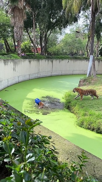 Tiger Gets Bucket Stuck On His Head