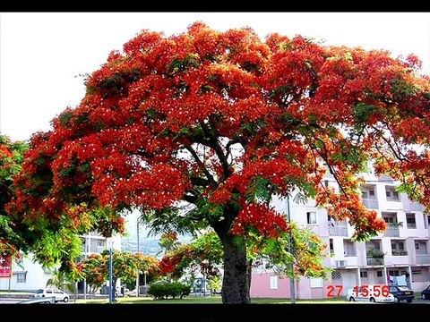 MARIE ARMANDE MOUTOU TOI QUI PARS