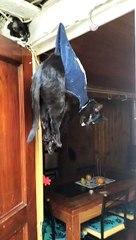 Kitty Gets Into A Pickle