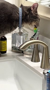 Cat Licks Owner's Toothbrush