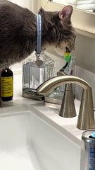 Cat Licks Owner's Toothbrush