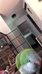 Quaker Parrot Has Words For His Owner