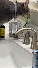 Cat Licks Owner's Toothbrush