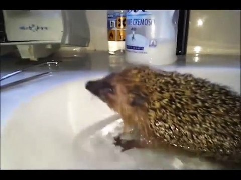 Riccio trovato per strada di notte, portato a casa, pulito dalle zecche e rimesso in libertà.