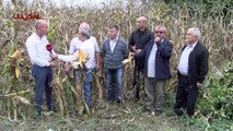 Sakarya'da Mısır Verimi Düştü! Taban Fiyattan Sonra Kuraklık Mısır Üreticisini Vurdu