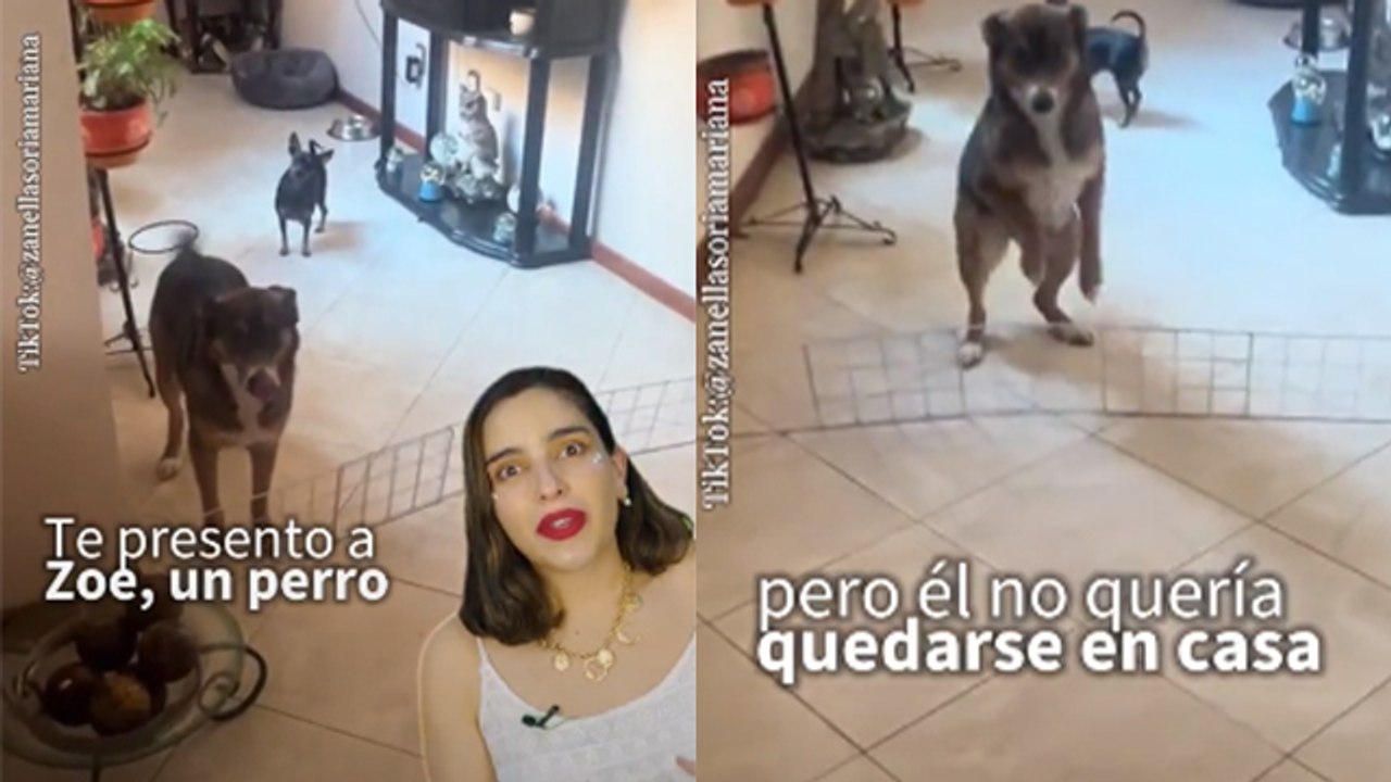 Perrito vence sus miedos y logra saltar un pequeño obstáculo para estar al lado de su humana