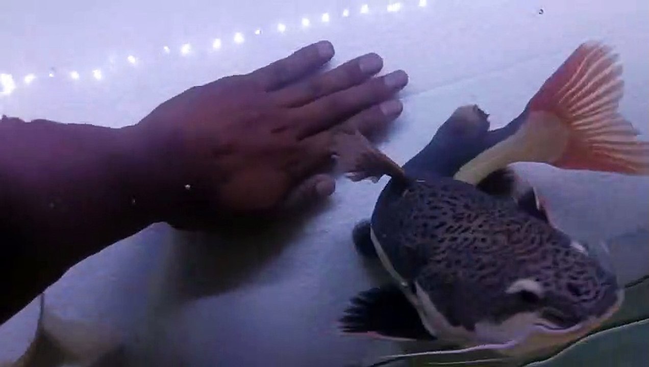 IKAN HIAS