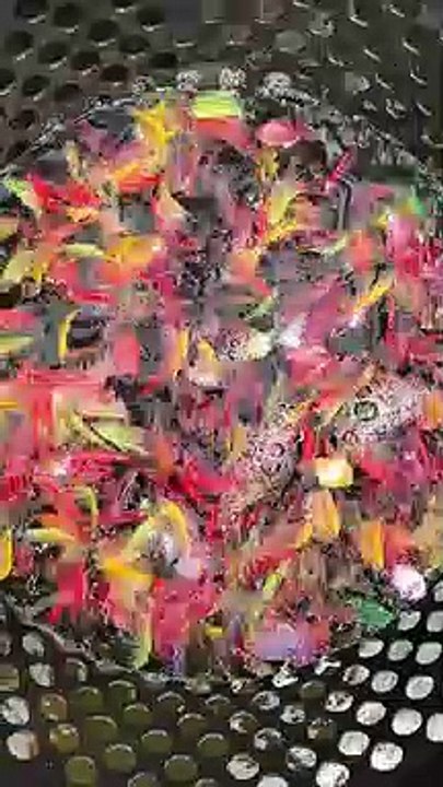 ikan hias warna warni