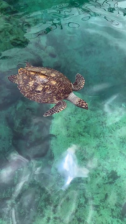 Les tortues