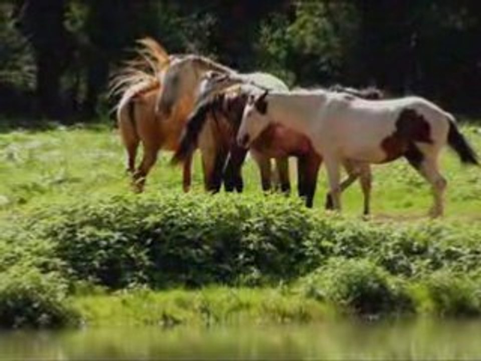 Les chevaux en libertè